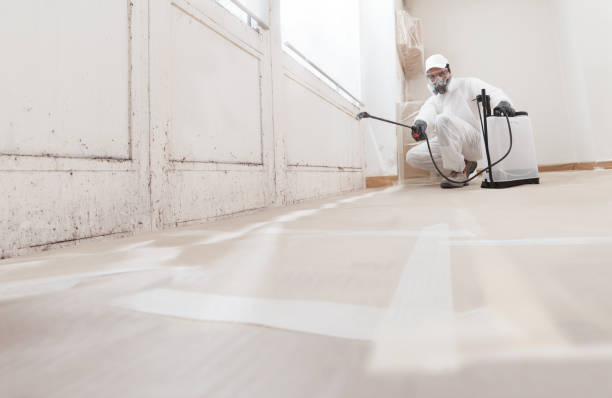 Black mold remediation team in Swampscott